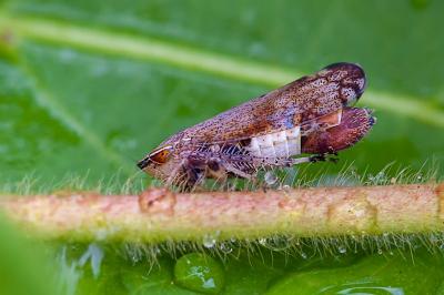 <i>Fieberiella florii</i>
