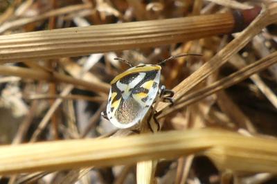 <i>Eurydema ornata</i>