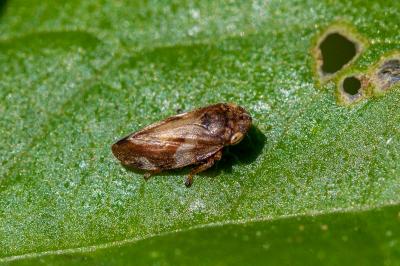 <i>Philaenus spumarius</i>