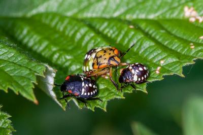 <i>Nezara viridula</i>