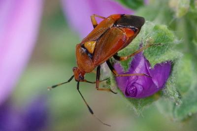 <i>Deraeocoris ruber</i>
