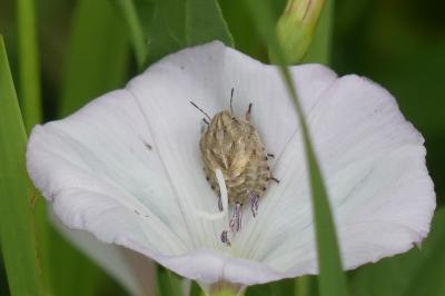 <i>Eurygaster</i>