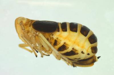 <i>Ditropis pteridis</i>