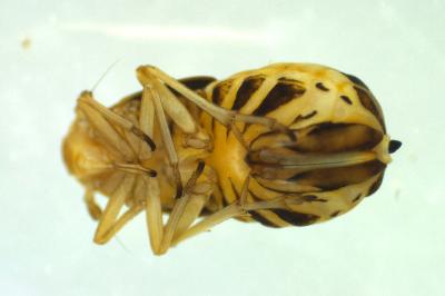 <i>Ditropis pteridis</i>