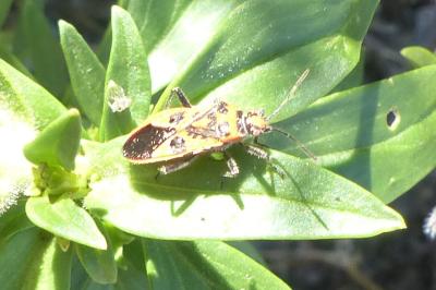 <i>Corizus hyoscyami</i>