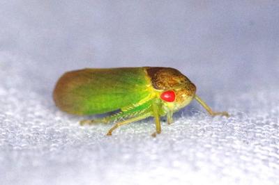 <i>Iassus lanio</i>