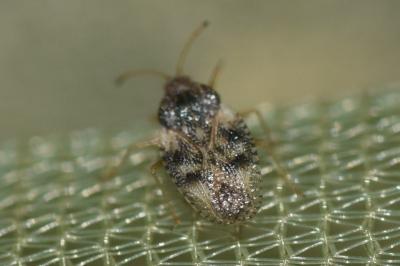 <i>Dictyla humuli</i>