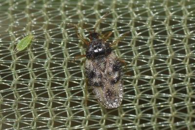 <i>Dictyla humuli</i>