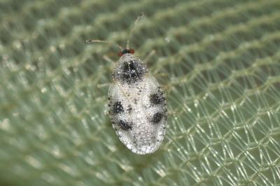 Dictyla humuli