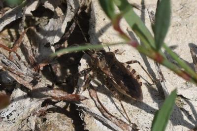 <i>Coranus griseus</i>