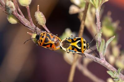 <i>Eurydema ornata</i>
