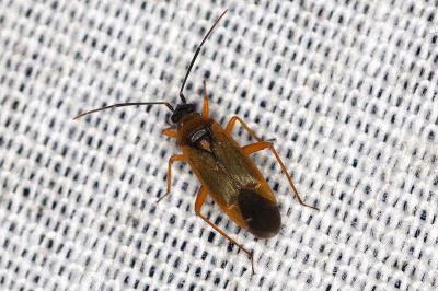 <i>Brachyarthrum limitatum</i>
