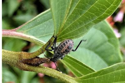 <i>Halyomorpha halys</i>