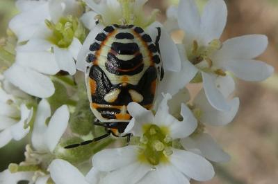 <i>Eurydema ornata</i>
