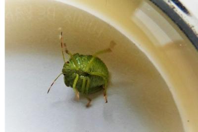 <i>Palomena prasina</i>