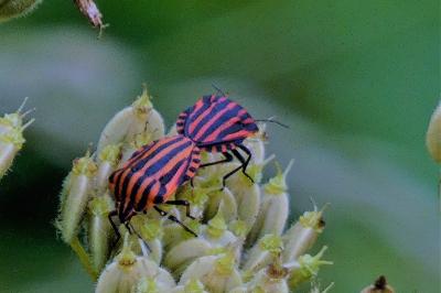<i>Graphosoma italicum</i>
