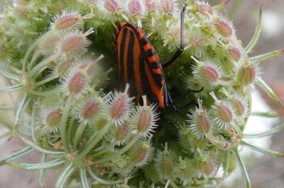 <i>Graphosoma italicum</i>