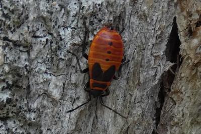 <i>Pyrrhocoris apterus</i>