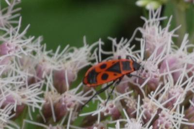 <i>Pyrrhocoris apterus</i>