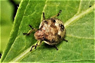 <i>Peribalus strictus</i>