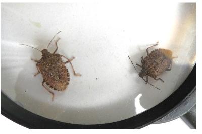 <i>Halyomorpha halys</i>