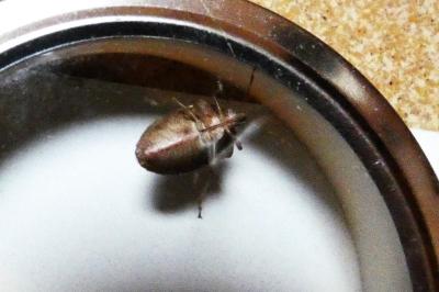 <i>Nezara viridula</i>