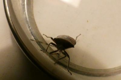 <i>Rhaphigaster nebulosa</i>