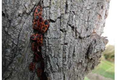 <i>Pyrrhocoris apterus</i>