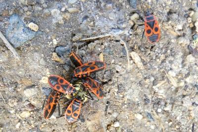 <i>Pyrrhocoris apterus</i>