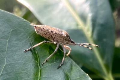 <i>Rhaphigaster nebulosa</i>