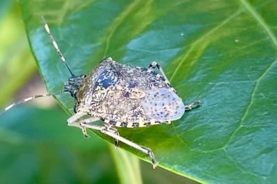 <i>Rhaphigaster nebulosa</i>