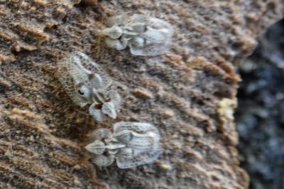 <i>Corythucha ciliata</i>