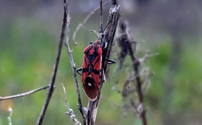 <i>Spilostethus pandurus</i>