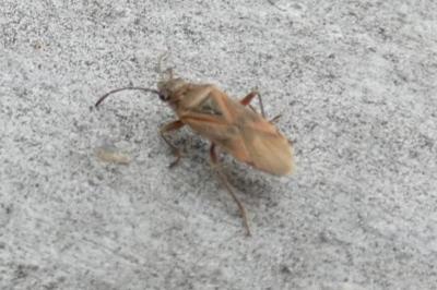 <i>Arocatus roeselii</i>