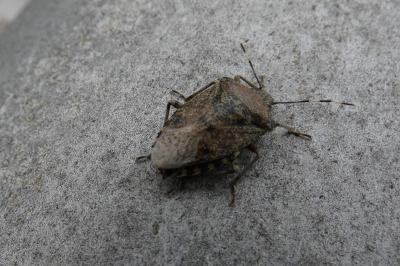 <i>Rhaphigaster nebulosa</i>