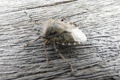 <i>Rhaphigaster nebulosa</i>