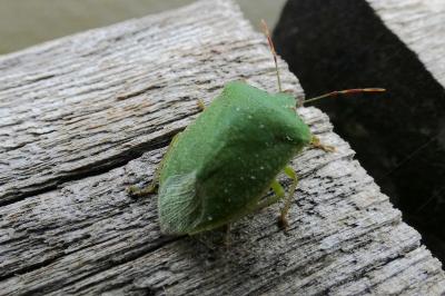 <i>Nezara viridula</i>