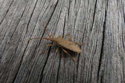 <i>Gonocerus acuteangulatus</i>