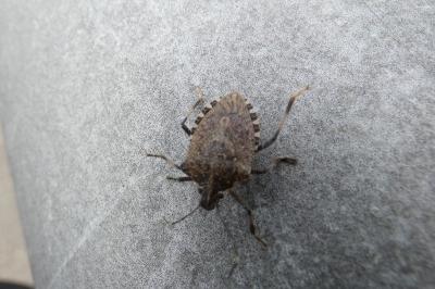 <i>Halyomorpha halys</i>