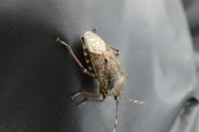 <i>Rhaphigaster nebulosa</i>