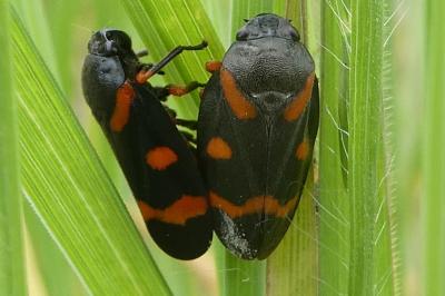 <i>Cercopis intermedia</i>