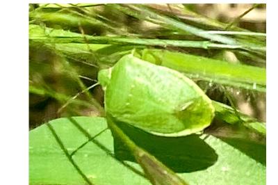 <i>Nezara viridula</i>