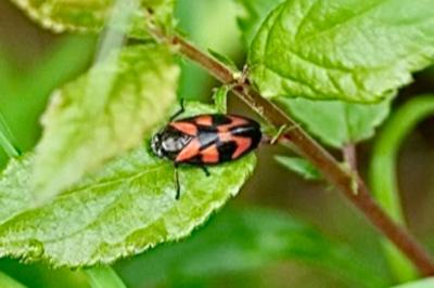 <i>Cercopis vulnerata</i>