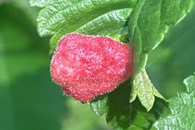 <i>Tetraneura</i>