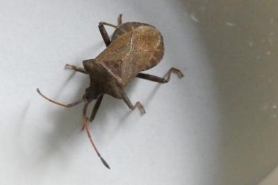 <i>Coreus marginatus</i>