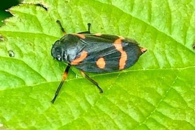 <i>Cercopis intermedia</i>