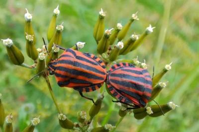 <i>Graphosoma italicum</i>