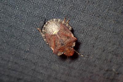 <i>Dyroderes umbraculatus</i>