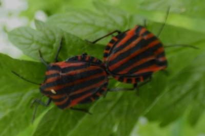 <i>Graphosoma italicum</i>