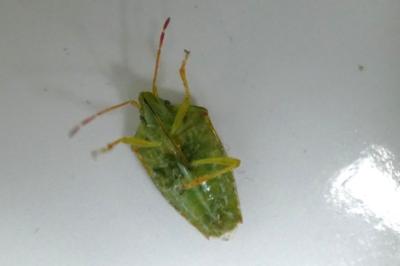 <i>Cyphostethus tristriatus</i>